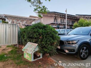 Και στο Ο.Α.Κ.Α. οι αδέσποτες γάτες υποφέρουν όπως και σε κάθε γωνιά του Δήμου Αμαρουσίου