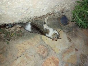 Περιβόλια Χανίων: Ακόμα μια γάτα πυροβολημένη με αεροβόλο – Έκκληση για τη φιλοξενία της