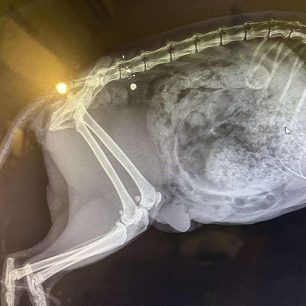 PerivoliaXanionGataPyrovolimeniAerovoloAktinografia7 7 2025 1