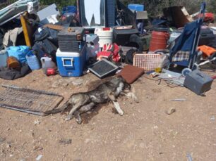 Αρτέμιδα Αττικής: Με φόλες δολοφόνησε σκυλιά στα Πετρωτά