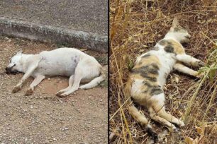 Προσοτσάνη Δράμας: Έριξε φόλες και δηλητηρίασε σκυλιά και γάτες