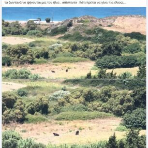 Ρόδος: Γιατί κανείς δεν σταματάει την κακοποίηση αγελάδων που είναι χωρίς νερό κάτω από τον καυτό ήλιο; (Βίντεο) 58 RodosAgelades30 7 2019
