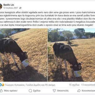 Ρόδος: Γιατί κανείς δεν σταματάει την κακοποίηση αγελάδων που είναι χωρίς νερό κάτω από τον καυτό ήλιο; (Βίντεο) 64 RodosAgeladesAsgourou13 7 2017