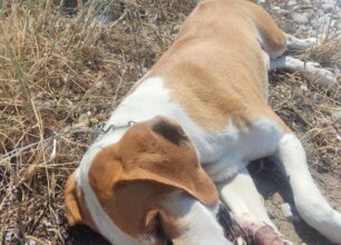 Ρόδος: Συνελήφθη άνδρας που πυροβόλησε σκύλο στο κεφάλι με κυνηγετικό όπλο και τον πέταξε στην παραλία Παραδεισίου