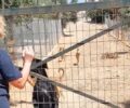 Βαγιονιά Ηρακλείου Κρήτης: Τι επισημαίνει η Μ. Μαρκουλάκη για τη σύλληψη της και το καταφύγιο αδέσποτων που διατηρεί (βίντεο)