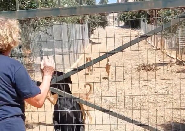 Βαγιονιά Ηρακλείου Κρήτης: Τι επισημαίνει η Μ. Μαρκουλάκη για τη σύλληψη της και το καταφύγιο αδέσποτων που διατηρεί (βίντεο)