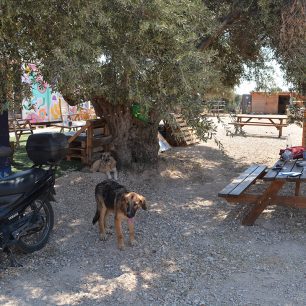 Εθελοντές φροντίζουν τα δεκάδες άλογα του Υμηττού που πια δεν κινδυνεύουν – Το κράτος έμεινε κυρίως θεατής (βίντεο) 12 AlogaYmittou25 7 2025 12