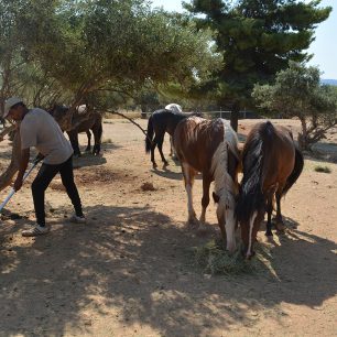 Εθελοντές φροντίζουν τα δεκάδες άλογα του Υμηττού που πια δεν κινδυνεύουν – Το κράτος έμεινε κυρίως θεατής (βίντεο) 2 AlogaYmittou25 7 2025 2