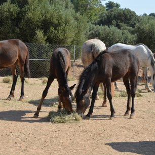 Εθελοντές φροντίζουν τα δεκάδες άλογα του Υμηττού που πια δεν κινδυνεύουν – Το κράτος έμεινε κυρίως θεατής (βίντεο) 3 AlogaYmittou25 7 2025 3