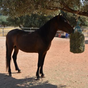 Εθελοντές φροντίζουν τα δεκάδες άλογα του Υμηττού που πια δεν κινδυνεύουν – Το κράτος έμεινε κυρίως θεατής (βίντεο) 7 AlogaYmittou25 7 2025 7