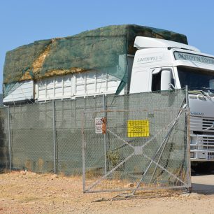 Εθελοντές φροντίζουν τα δεκάδες άλογα του Υμηττού που πια δεν κινδυνεύουν – Το κράτος έμεινε κυρίως θεατής (βίντεο) 8 AlogaYmittou25 7 2025 8
