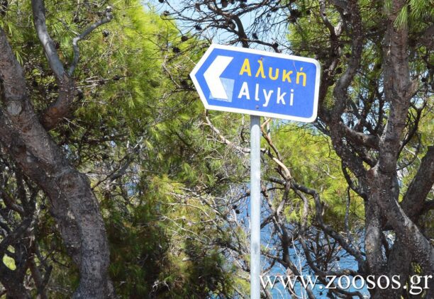 Πάρος: Αναζητούν ποιος κακοποιεί γάτες και τις πετάει στη θάλασσα στην Αλυκή (βίντεο)