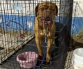 Χρειάζονται εθελοντές στην Ανάβυσσο για φροντίδα ζώων από πυρόπληκτες περιοχές της Αττικής (βίντεο)