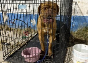 Χρειάζονται εθελοντές στην Ανάβυσσο για φροντίδα ζώων από πυρόπληκτες περιοχές της Αττικής (βίντεο)