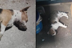 Δάφνη Σερρών: Συστηματική δολοφονία ζώων με φόλες – Τρείς φορές σε έξι μήνες δηλητηρίασαν γατιά και σκυλιά (βίντεο)