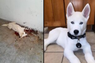 Διδυμότειχο Έβρου: Βρήκε τον σκύλο της δολοφονημένο πιθανότατα με φόλα