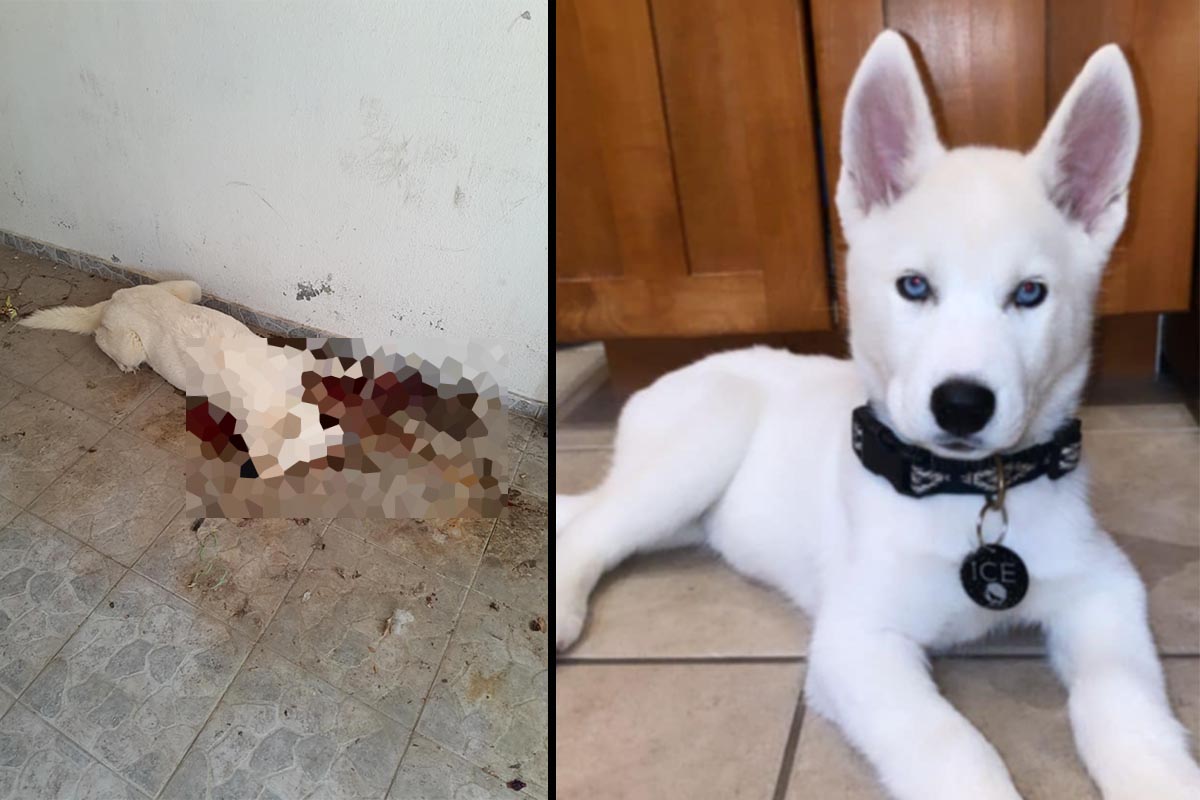 Διδυμότειχο Έβρου: Βρήκε τον σκύλο της δολοφονημένο πιθανότατα με φόλα