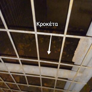 Συνεχίζεται η κακοποίηση των σκυλιών στο Δημοτικό Κυνοκομείο Πρέβεζας – Οι αρχές αδιαφορούν 25 DimotikoKynokomeioPrevezas20 8 2025 2