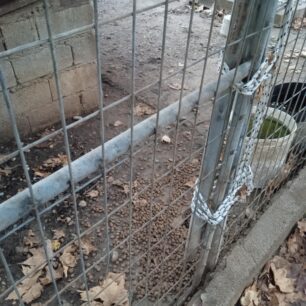 Συνεχίζεται η κακοποίηση των σκυλιών στο Δημοτικό Κυνοκομείο Πρέβεζας – Οι αρχές αδιαφορούν 46 DimotikoKynokomeioPrevezas2025 39