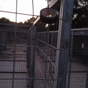 Συνεχίζεται η κακοποίηση των σκυλιών στο Δημοτικό Κυνοκομείο Πρέβεζας – Οι αρχές αδιαφορούν 59 DimotikoKynokomeioPrevezas24 8 2025 3