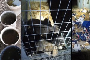 Συνεχίζεται η κακοποίηση των σκυλιών στο Δημοτικό Κυνοκομείο Πρέβεζας – Οι αρχές αδιαφορούν