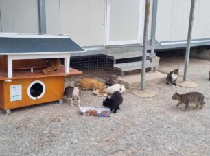 Απαγόρευσαν την είσοδο σε εργαζόμενη που πήγε να ταΐσει 100 αδέσποτες γάτες στη Δομή Σχιστού – Εθελοντές καλύπτουν το κόστος καθώς είναι αδιάφορος ο Δήμος Περάματος