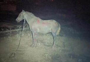 Φιλιππιάδα Πρέβεζας: Άλογο - που δεν ήταν αδέσποτο - κάηκε δεμένο, ο θάνατος θα ήταν λύτρωση…