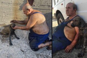 Φωλιά Ροδόπης: Συγκλονιστική διάσωση κουταβιού που βρέθηκε κολλημένο σε πίσσα (βίντεο)