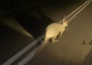 Ρόδος: Ακόμα και καγκουρό περιφέρεται αδέσποτο στον δρόμο νύχτα (βίντεο)