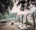 Αχαΐα: Εθελοντές μέσα στις φλόγες παλεύουν να σώσουν ζώα και δέχονται ύβρεις από «φιλόζωους» του διαδικτύου (βίντεο)