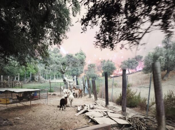 Αχαΐα: Εθελοντές μέσα στις φλόγες παλεύουν να σώσουν ζώα και δέχονται ύβρεις από «φιλόζωους» του διαδικτύου (βίντεο)