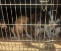 Φιλιππιάδα Πρέβεζας: Χρειάζονται ασφαλή χώρο για να συγκεντρώσουν τις πρώτες βοήθειες για ζώα των πυρόπληκτων περιοχών