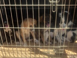 Φιλιππιάδα Πρέβεζας: Χρειάζονται ασφαλή χώρο για να συγκεντρώσουν τις πρώτες βοήθειες για ζώα των πυρόπληκτων περιοχών