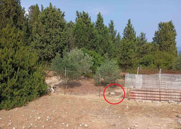 Κεφαλλονιά: Συνελήφθη άνδρας που άφηνε τα σκυλιά του χωρίς τροφή και νερό – Το ένα βρέθηκε νεκρό (βίντεο)