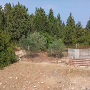 Κεφαλλονιά: Συνελήφθη άνδρας που άφηνε τα σκυλιά του χωρίς τροφή και νερό – Το ένα βρέθηκε νεκρό (βίντεο) 1 KefalloniaSamiSkylosNekros22 8 2025 1