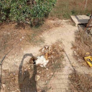 Κεφαλλονιά: Συνελήφθη άνδρας που άφηνε τα σκυλιά του χωρίς τροφή και νερό – Το ένα βρέθηκε νεκρό (βίντεο) 4 KefalloniaSamiSkylosNekros22 8 2025 7