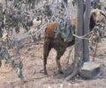 Ζάκυνθος: Αναζητούν ζώα που επέζησαν από τη φωτιά στη Λιθακιά