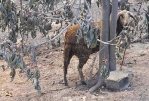 Ζάκυνθος: Αναζητούν ζώα που επέζησαν από τη φωτιά στη Λιθακιά