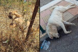 Λουτρό Αιτωλοακαρνανίας: Σκυλιά και γάτες δολοφονημένα με φόλες (βίντεο)