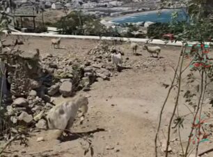 Τι καταγγέλλει η Χρυσηίδα Δημουλίδου για την κακοποίηση ζώων με παστούρα στη Μύκονο (βίντεο)