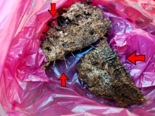 Πεύκη Αττικής: Φόλες, κομμάτια κρέατος με καρφιά βρέθηκαν ξανά στο άλσος Κάσδαγλη