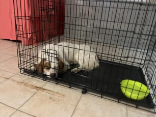 Χρειάζονται εθελοντές στην πλαζ Ε.Ο.Τ. Πάτρας για φροντίδα ζώων από πυρόπληκτες περιοχές της Αχαΐας (βίντεο)