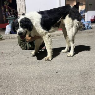 Έκκληση για φιλοξενίες και υιοθεσίες ζώων που γλύτωσαν από πυρόπληκτες περιοχές της Αχαΐας (βίντεο) 12 PlazEOTPatrasSkyliaFotia14 8 2025 33