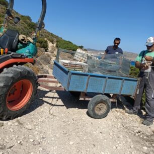 Απομάκρυναν και στείρωσαν 16 γάτες που ζούσαν στο ξερονήσι Πολύαιγος έναντι της Κιμώλου (βίντεο) 10 PolyaigosKimolouGates26 7 2025 10