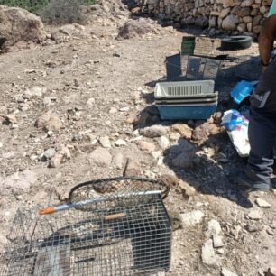 Απομάκρυναν και στείρωσαν 16 γάτες που ζούσαν στο ξερονήσι Πολύαιγος έναντι της Κιμώλου (βίντεο) 18 PolyaigosKimolouGates26 7 2025 18