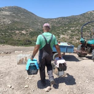 Απομάκρυναν και στείρωσαν 16 γάτες που ζούσαν στο ξερονήσι Πολύαιγος έναντι της Κιμώλου (βίντεο) 19 PolyaigosKimolouGates26 7 2025 19