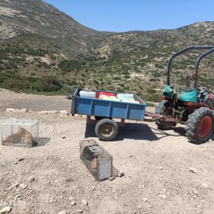 Απομάκρυναν και στείρωσαν 16 γάτες που ζούσαν στο ξερονήσι Πολύαιγος έναντι της Κιμώλου (βίντεο) 23 PolyaigosKimolouGates26 7 2025 23