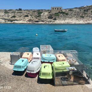 Απομάκρυναν και στείρωσαν 16 γάτες που ζούσαν στο ξερονήσι Πολύαιγος έναντι της Κιμώλου (βίντεο) 26 PolyaigosKimolouGates26 7 2025 26