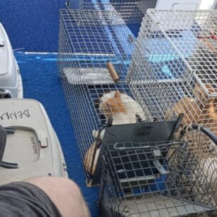 Απομάκρυναν και στείρωσαν 16 γάτες που ζούσαν στο ξερονήσι Πολύαιγος έναντι της Κιμώλου (βίντεο) 29 PolyaigosKimolouGates26 7 2025 29