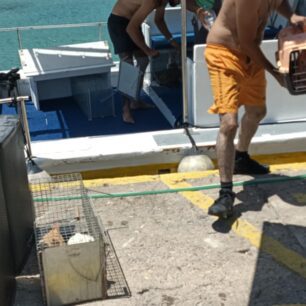 Απομάκρυναν και στείρωσαν 16 γάτες που ζούσαν στο ξερονήσι Πολύαιγος έναντι της Κιμώλου (βίντεο) 31 PolyaigosKimolouGates26 7 2025 31
